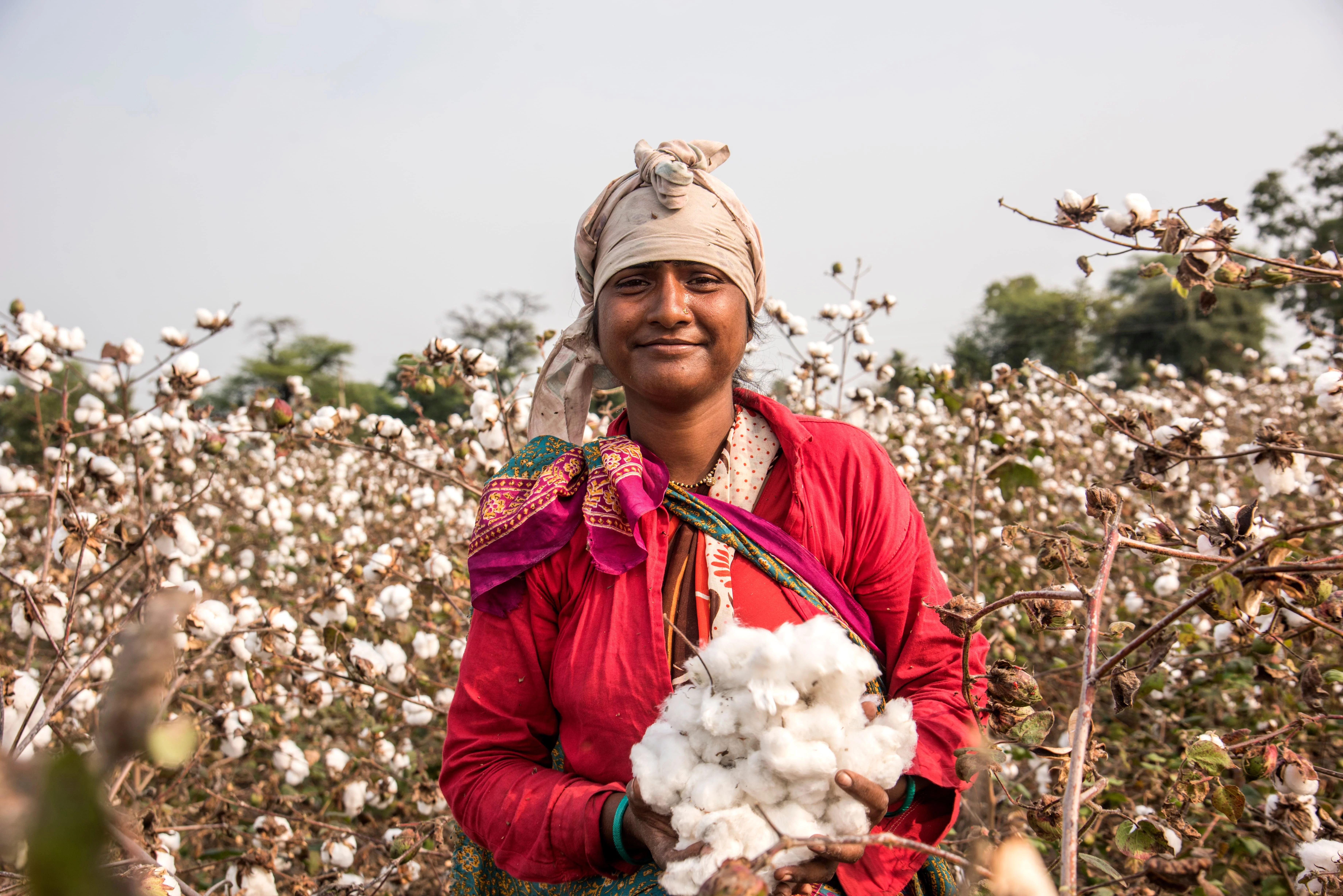 Production de coton